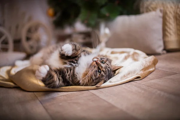 Cyperse kat speelt, paw, Vakantiewoningen — Stockfoto