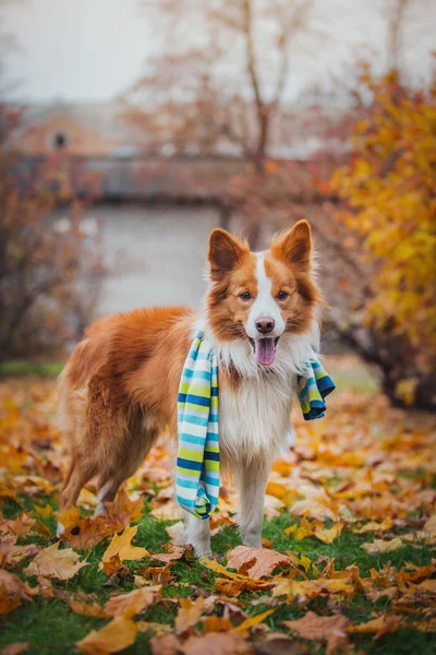 Gehoorzaam hondenras Bordercollie. Portret, herfst, natuur, trucs, opleiding — Stockfoto