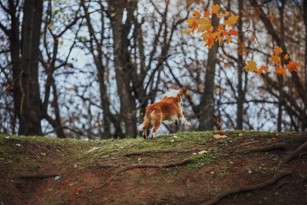 Chien obéissant race frontière collie. Portrait, automne, nature, tours, entrainement — Photo