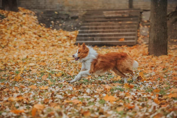 Engedelmes kutya tenyészt határ skót juhászkutya. Portré, ősz, természet, trükkök, képzés — Stock Fotó