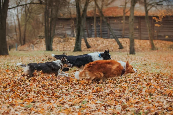 Gehorsame Hunderasse Border Collie. Porträt, Herbst, Natur, Tricks, Training — Stockfoto