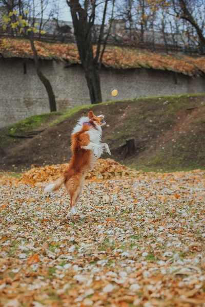 Engedelmes kutya tenyészt határ skót juhászkutya. Portré, ősz, természet, trükkök, képzés — Stock Fotó
