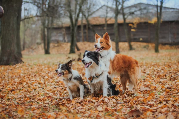 Cão obediente raça fronteira collie. Retrato, outono, natureza, truques, treinamento — Fotografia de Stock