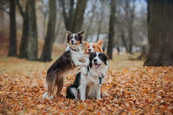 Cão obediente raça fronteira collie. Retrato, outono, natureza, truques, treinamento — Fotografia de Stock