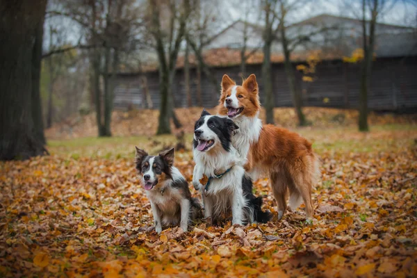 従順な犬種ボーダーコリー。肖像画, 秋, 自然, トリック、トレーニング — ストック写真