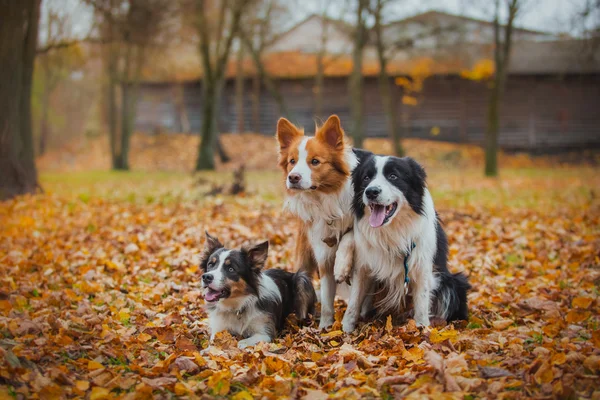 Obedient dog breed border collie. Portrait, autumn, nature, tricks, training — Stock Photo, Image