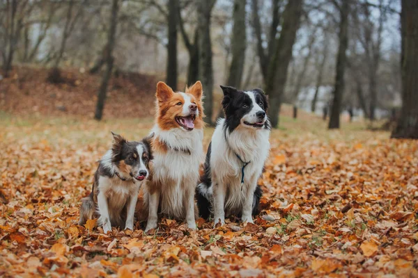 Poslušný pes plemene border kolie. Portrét, příroda, podzim, triky, školení — Stock fotografie