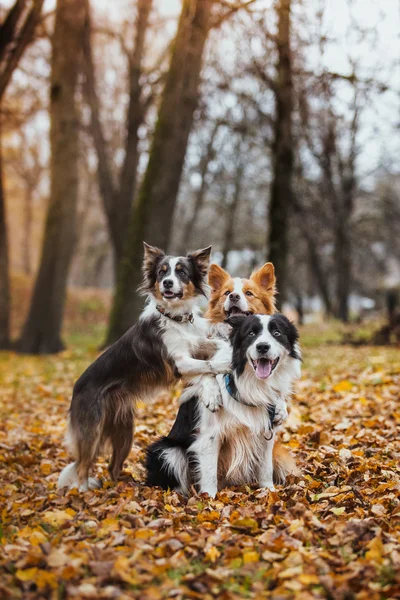 Obedient dog breed border collie. Portrait, autumn, nature, tricks, training — Stock Photo, Image