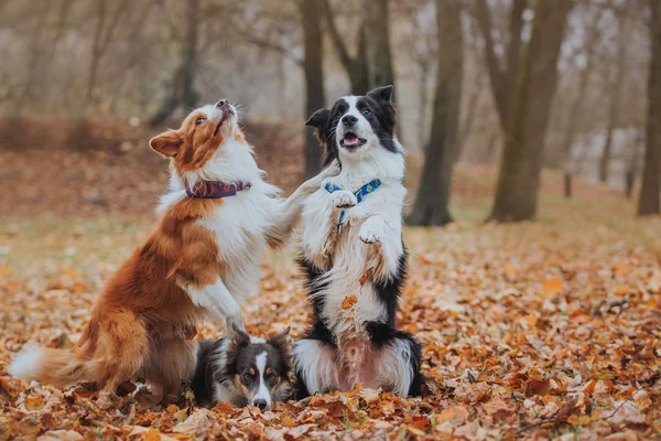 Obediente perro crianza frontera collie. Retrato, otoño, naturaleza, trucos, entrenamiento — Foto de Stock