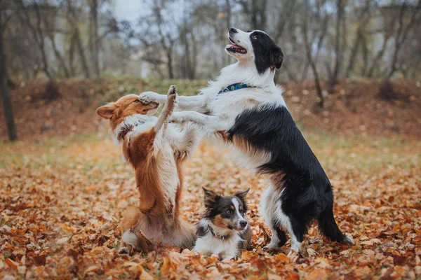 听话的狗品种边境牧羊犬。肖像，秋天，大自然，技巧，培训 — 图库照片