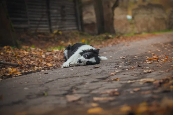 Sadık köpek doğurmak kenar kömür ocağı. Portre, Sonbahar, doğa, hileler, eğitim — Stok fotoğraf