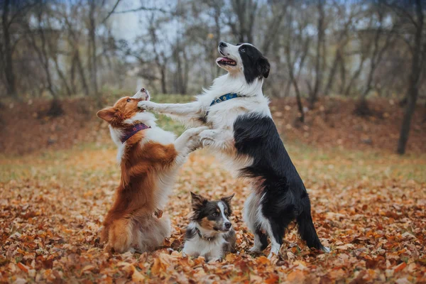 Gehorsame Hunderasse Border Collie. Porträt, Herbst, Natur, Tricks, Training — Stockfoto