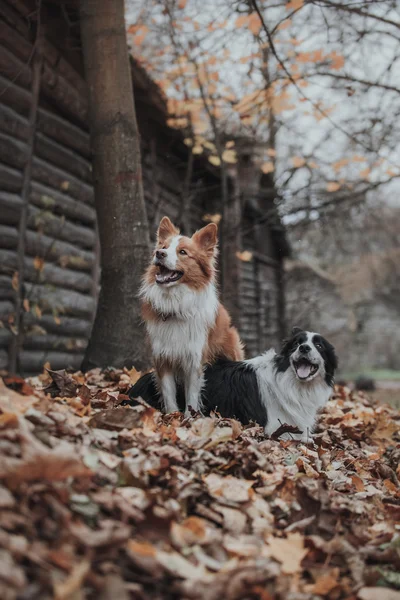 Sadık köpek doğurmak kenar kömür ocağı. Portre, Sonbahar, doğa, hileler, eğitim — Stok fotoğraf