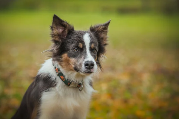 Obedient dog breed border collie. Portrait, autumn, nature, tricks, training — Stock Photo, Image