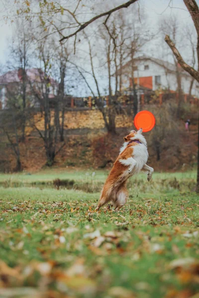 Chien obéissant race frontière collie. Portrait, automne, nature, tours, entrainement — Photo