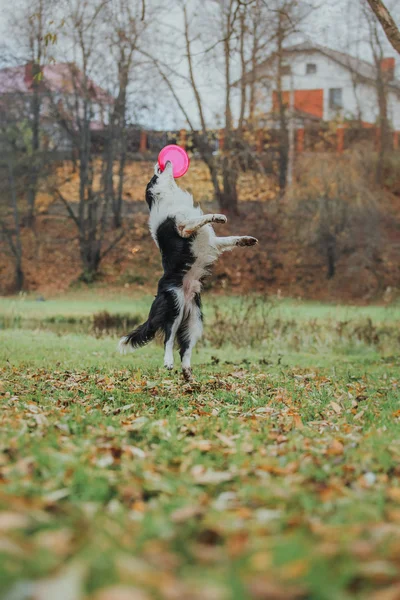 Obbediente cane razza confine collie. Ritratto, autunno, natura, trucchi, formazione — Foto Stock