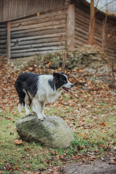 Lydig hund rasen border collie. Porträtt, höst, natur, tricks, utbildning — Stockfoto