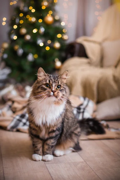 Tabby cat plays, paw, holiday Royalty Free Stock Images