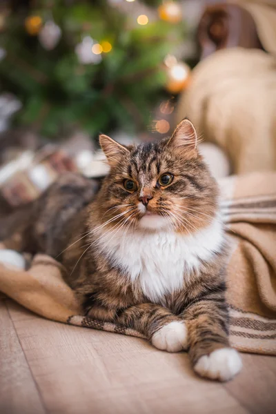 Tabby cat plays, paw, holiday Stock Photo