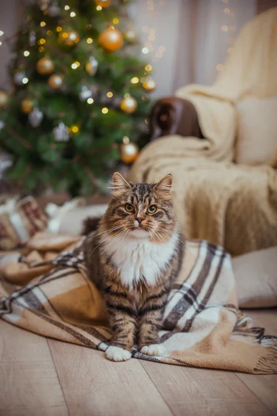 Tabby cat plays, paw, holiday — Stock Image Tabby cat plays, paw, holiday Stock Picture