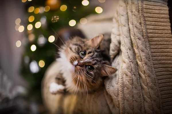 Tabby cat plays, paw, holiday Royalty Free Stock Images
