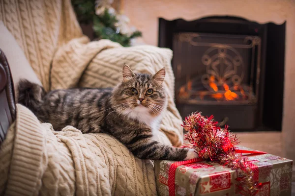 Tabby cat plays, paw, holiday — Stock Image Tabby cat plays, paw, holiday Royalty Free Stock Photos