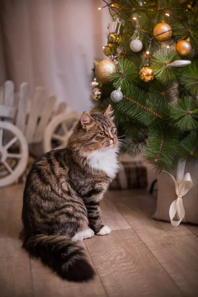 Tabby cat plays, paw, holiday — Stock Image Tabby cat plays, paw, holiday Royalty Free Stock Photos