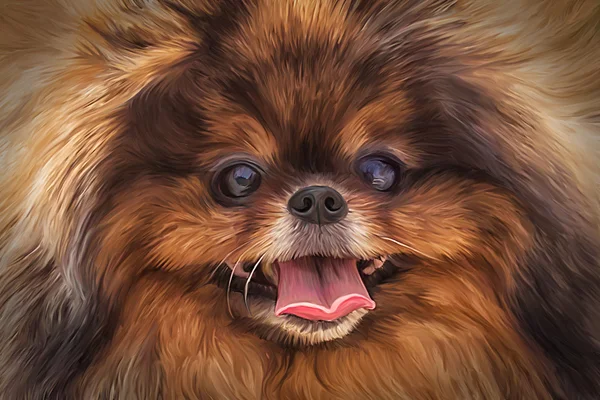 Dibujo perro alemán pomerania —  Fotos de Stock