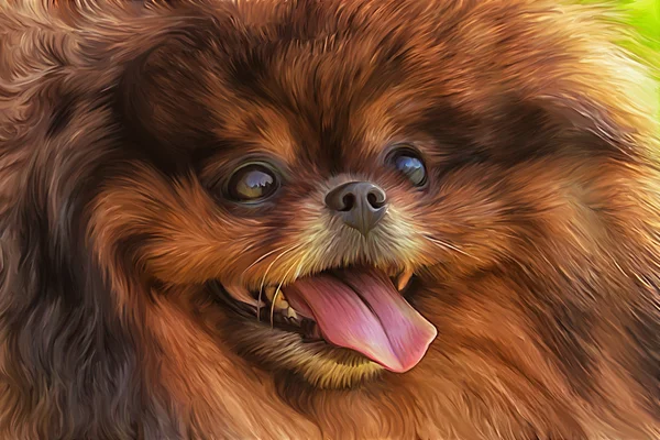 Dibujo perro alemán pomerania —  Fotos de Stock