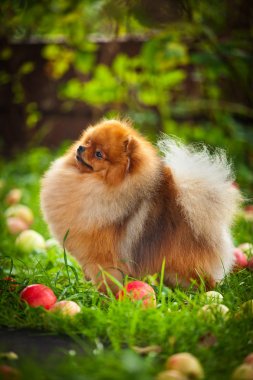 Pomeranian köpek güzel köpek