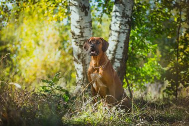 Rodezya ridgeback köpek 