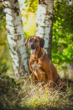 Rodezya ridgeback köpek 