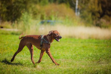 Rodezya ridgeback köpek 