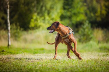 Rodezya ridgeback köpek 