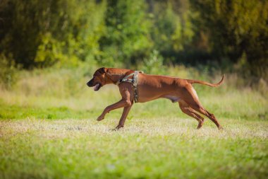Rodezya ridgeback köpek 