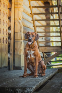 Rhodesian Ridgeback dog  clipart