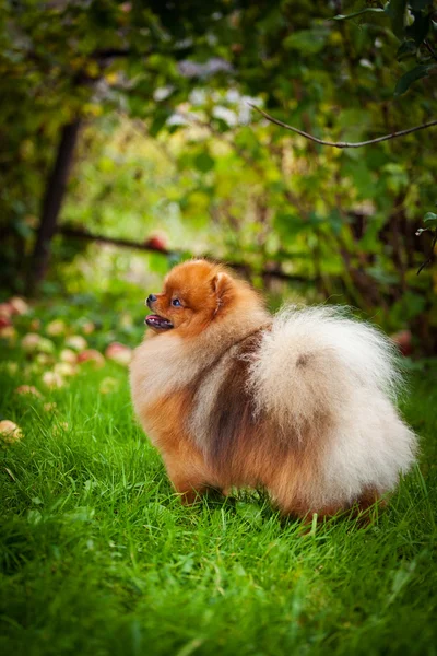 Pomeranian dog Beautiful dog — Stock Photo, Image