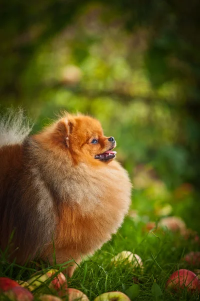 Pomeranian σκύλος όμορφη — Φωτογραφία Αρχείου