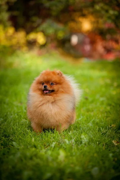 Pomeranian dog Beautiful dog — Stock Photo, Image