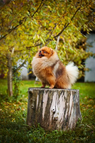 Pomeranian σκύλος όμορφη — Φωτογραφία Αρχείου