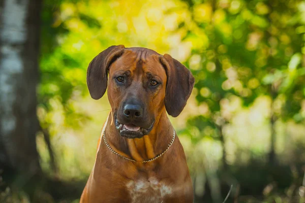 Rhodesian ridgeback kutyát — Stock Fotó