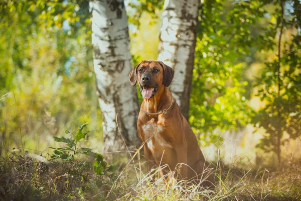 Rhodesian ridgeback kutyát — Stock Fotó