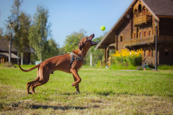 Rhodesian Ridgeback dog — Stock Photo, Image