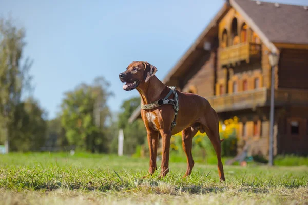 Rhodesian cão ridgeback — Fotografia de Stock