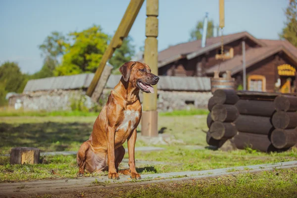 Rhodesian ridgeback kutyát — Stock Fotó