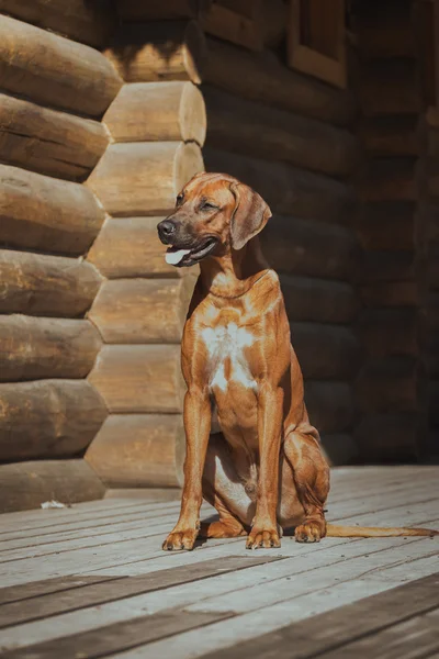 Rhodesian cão ridgeback — Fotografia de Stock