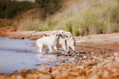 golden retriever plajda çalışan