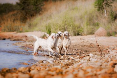 golden retriever plajda çalışan