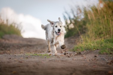 golden retriever plajda çalışan