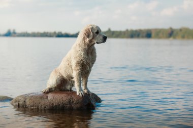 golden retriever plajda çalışan